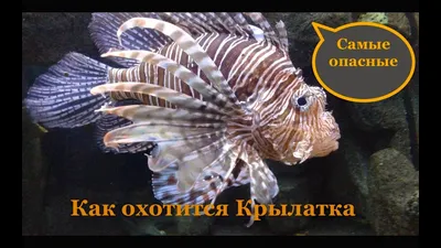 Pterois volitans | Крылатка-зебра, или рыба-зебра, или полос… | Flickr