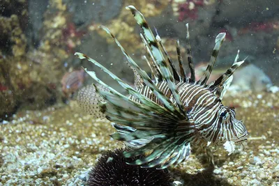 Рыбы Крылатка-зебра-зебры, или зебры, или Striped Lat крылатка-зебры  Volitans Pterois рыбы семьи скорпиона Стоковое Изображение - изображение  насчитывающей индонесия, жизнь: 143272905