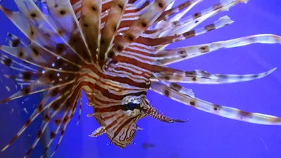 Род Pterois крылатка-зебры стоковое фото. изображение насчитывающей рыбы -  78042370