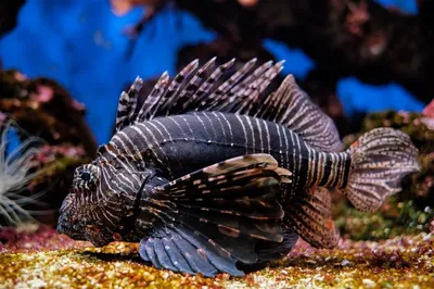 Крылатка иглоплавничная - Pterois antennata