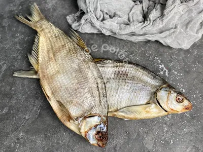 Лещ, рыба в реальном маштабе времени Стоковое Изображение - изображение  насчитывающей серо, жить: 52379927
