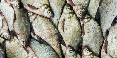 Лещ и густера: отличие и повадки, ценность рыбы. Как поймать этих рыб и где  они водятся | Рыбалка 63 | Дзен