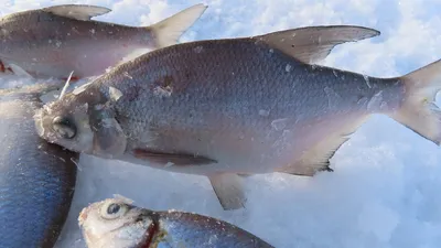 Лещ - Fishmarket - Пресноводные рыбы