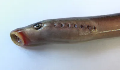 Фото рыбы минога фотографии