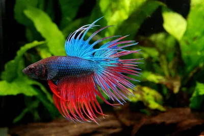 Петушок Халф Мун (Betta splendens Over Halfmoon) | Интернет магазин ГиперЗоо