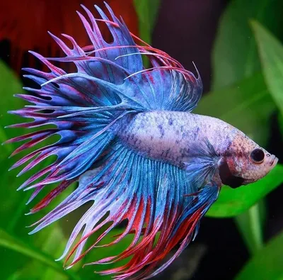 Особенности содержания бойцовых рыбок-петушков (Betta splendens)