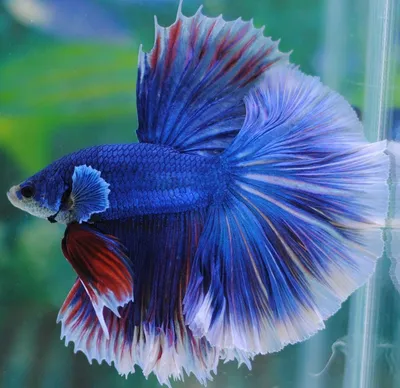 Рыбка петушок betta