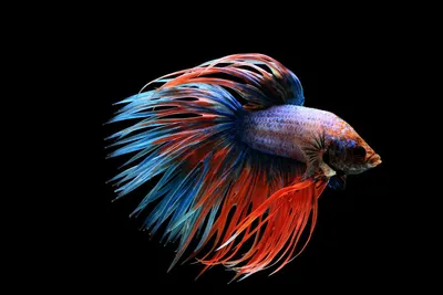 Аквариумная рыбка Петушок коронохвостый самец (Бойцовая рыбка) - Betta  splendens в Екатеринбурге - Интернет-магазин AlexAquaShop.ru