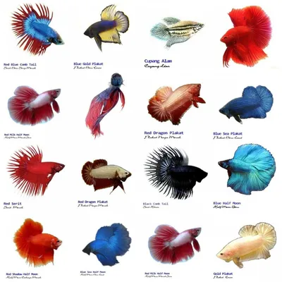 Петушок Сиамский Синий Betta splendens - Рыбки - Nano Fish