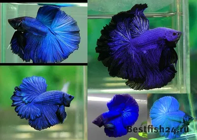 Рыбка петушок / Бойцовая рыбка / Сиамский петушок / Betta Splendens -  «Красивая и неприхотливая рыбка И ФОТО красавца!» | отзывы