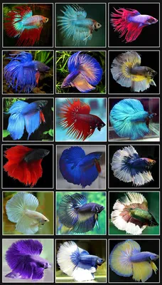 Рыбка петушок / Бойцовая рыбка / Сиамский петушок / Betta Splendens -  «Аквариумная рыбка ПЕТУШОК - завораживает и восхищает своей красотой!  Наконец-то моя маленькая мечта сбылась! + как содержать, чем кормить и