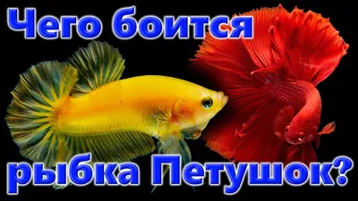 Рыбка петушок - бетта обыкновенная | ЗООМАГ