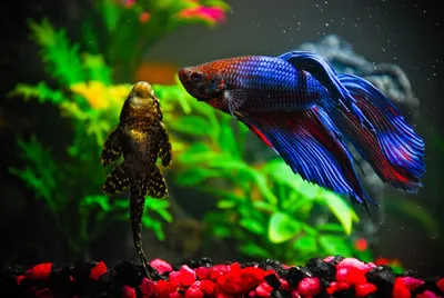 Петушок Сиамский Синий Betta splendens - Рыбки - Nano Fish