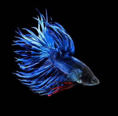 Петушок вуалевый красный - Betta splendens (самец)