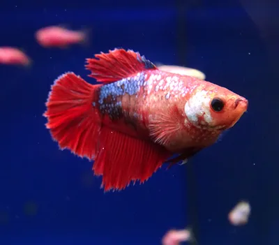 Аквариумная рыбка Рыбка петушок (Betta splendens) купить в Киеве - Аквасмайл