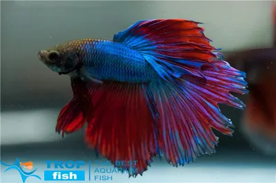 Петушок Халф Мун (Betta splendens Half Moon) купить недорого в Москве |  Амигофиш