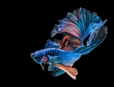 Петушок Двухвостый Butterfly - Butterfly Double tail Betta - Рыбки - Nano  Fish