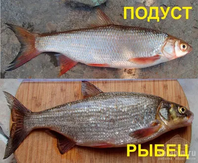 Рыбец вяленый Каспийский – купить в розницу с доставкой в интернет-магазине  Вобламания