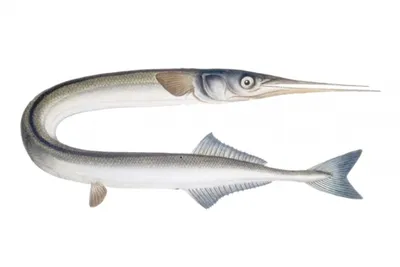 Моряк из Мурманска показал рыбу с похожими на человеческие зубами | РБК Life