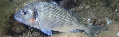 Белый Амур 14-16 см - незаменимая рыба для Вашего водоёма, чистит пруд от  твердой растительности — Интернет-магазин — АкваЛайн