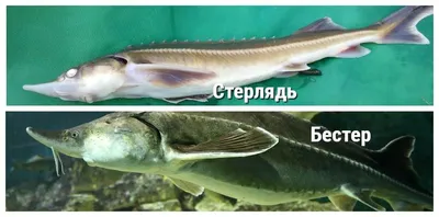 Стерлядь – деликатес без костей - Fishmarket - супермаркет рыбы