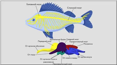 Рыбы, обитающие как в пресной, так и в морской воде