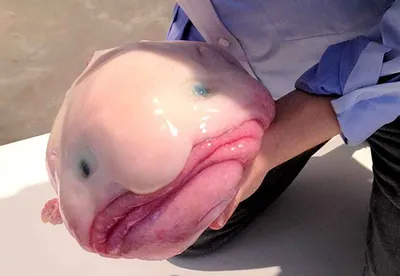 Фото самой страшной рыбы фотографии