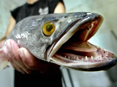 Самая страшная рыба России! Змея или рыба?! Такую рыбу вы точно не  видели... | Рыбное место-мужское место. | Дзен