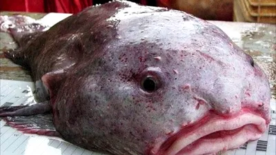 Топ-10 самых страшных рыб в мире ( Фото + описание)