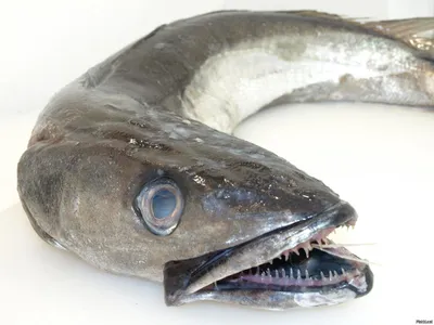 В Мексике найдены зубы самой страшной акулы в истории - Hi-News.ru