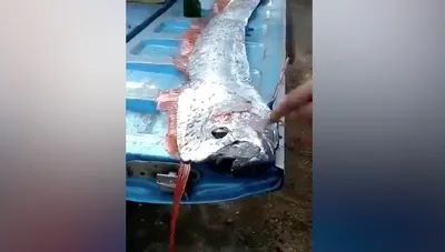 Заблудившаяся в Дону зубастая пиранья шокировала ростовского рыбака на видео