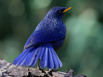 Фото синей птицы фотографии