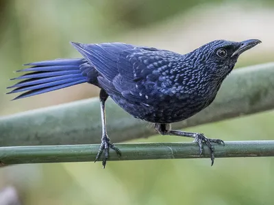 Синяя птица - eBird