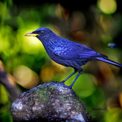 Синяя птица (лат. Myophonus caeruleus)