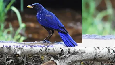 Синяя птица сидела на деревянном пне, картинка синей птицы, птица, птицы  фон картинки и Фото для бесплатной загрузки