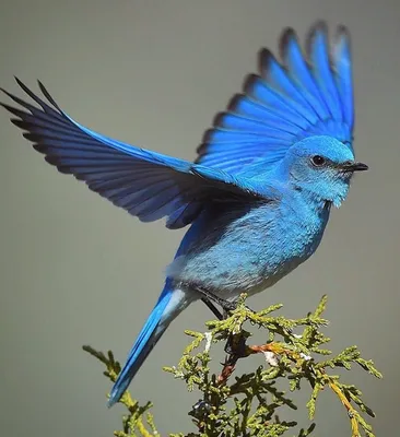 Синяя птица удачи расправила крылья…» — создано в Шедевруме