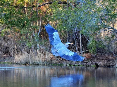 Новосибирские фотографы сняли загадочный образ Синей птицы - 14 апреля 2023  - НГС
