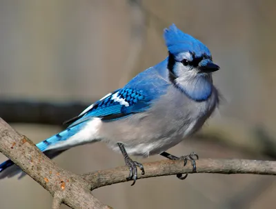 Синяя птица картинки - 77 фото
