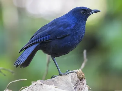 Существует ли синяя птица на самом деле?