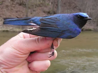 Лиловый дрозд: Синяя птица счастья действительно существует! Как живёт  символ удачи и благополучия? | Пикабу