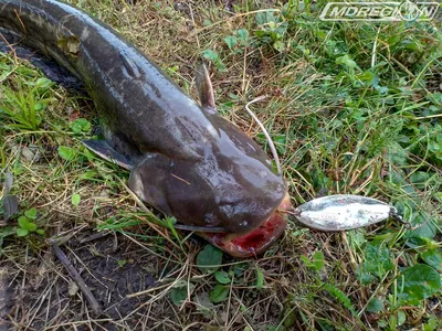 Сом - купить недорого, цена в Минске - fish-city