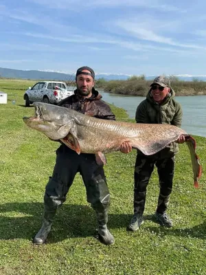 Сом европейский мальки для зарыбления водоема и рыбалки