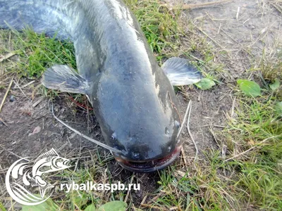 Ярославские рыбаки выловили двухметрового сома: 6 фото гигантской рыбы - 26  июня 2018 - 76.ru