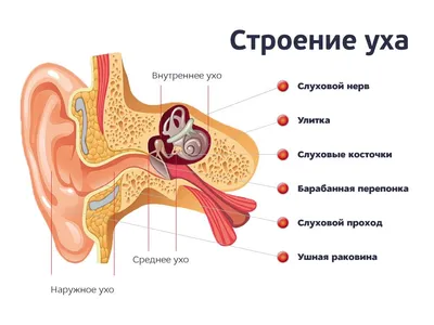 Фото уха человека внутри