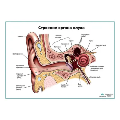 Строение органа слуха, ухо (анатомия человека) плакат глянцевый А1+,  плотная фотобумага от 200г/м2 - купить с доставкой по выгодным ценам в  интернет-магазине OZON (262657696)