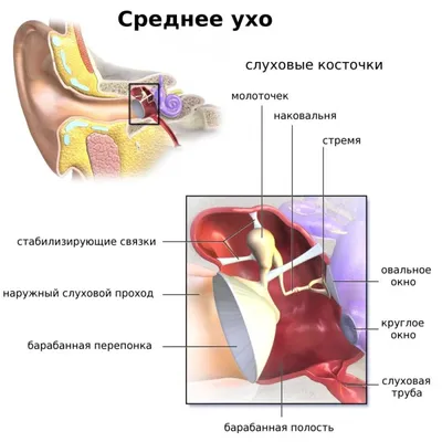 человек уха стоковое фото. изображение насчитывающей внимательность - 445154