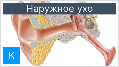 наружная структура уха и анатомия слуха человека и выборочное тестирование  Стоковое Фото - изображение насчитывающей людск, здоровье: 235455446