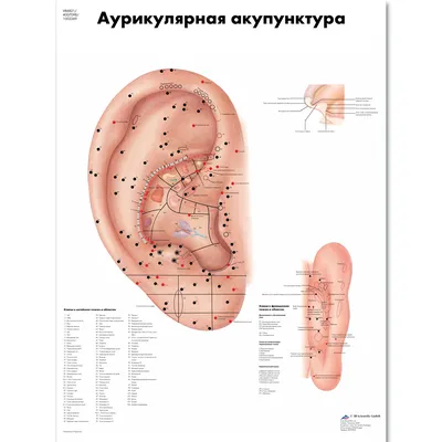 Cochlear - кохлеарная имплантация в Узбекистане - 👂 Как устроено  человеческое ухо? ⠀ Орган слуха человека состоит из 3-х частей: наружного,  среднего и внутреннего уха. Наружное ухо – это единственная часть, которую