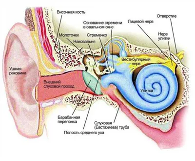 Отит - определение заболевания, виды, симптомы, диагностика и лечение