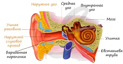 Рисунок деталей головы. Учимся правильно рисовать уши человека карандашом  поэтапно. — Ghenadie Sontu Fine Art